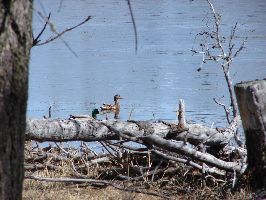 Mallard ducks